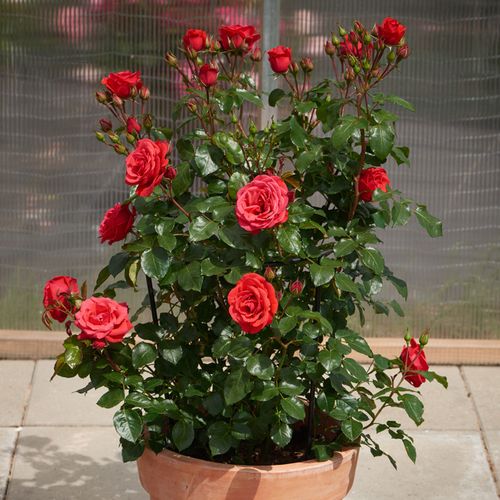 Diszkrét illatú rózsa - Rózsa - Jive ™ - Online rózsa vásárlás